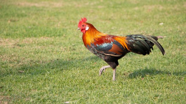 Detenido Un Veterinario Que Les Cortaba La Cresta A Gallos Para Peleas