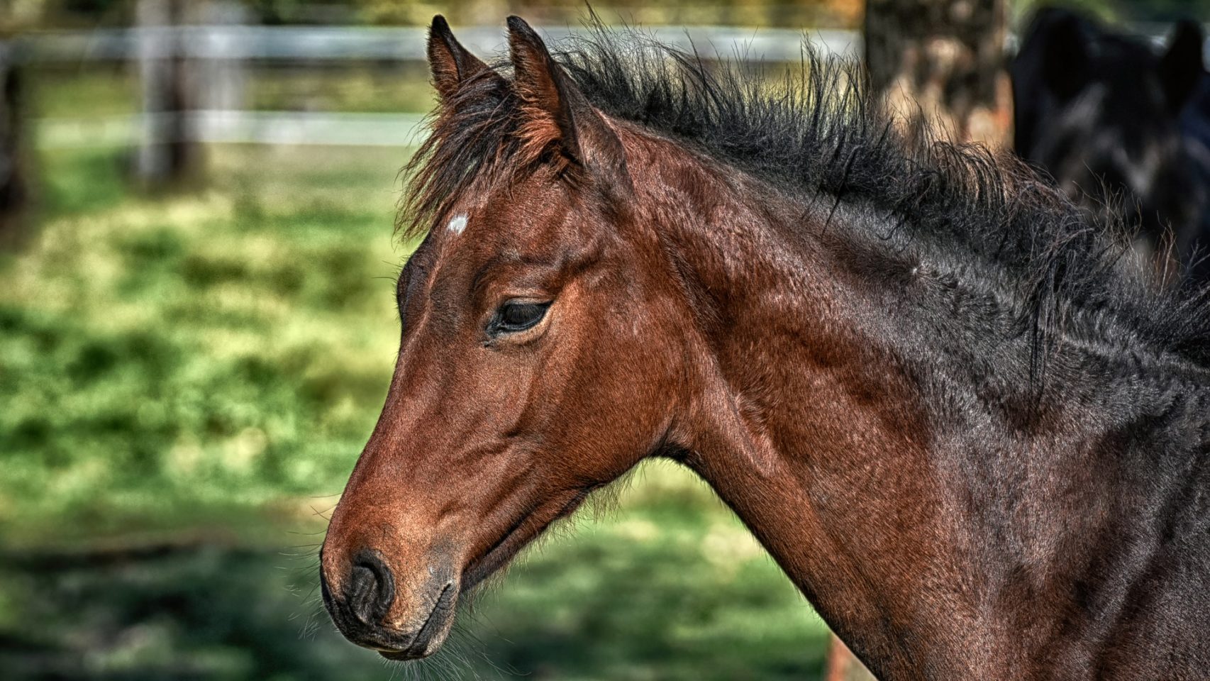 Foto de archivo de un caballo.