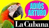 ADIÓS ARTURO - Compañía LA CUBANA