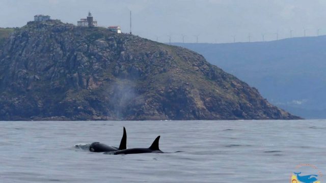 Orcas avistadas hace unos días en Fisterra