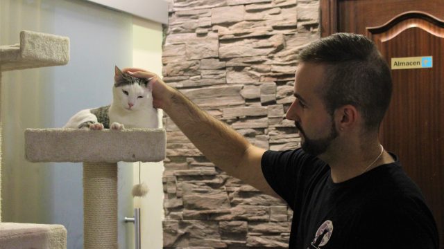Cat Café en A Coruña: la felina para jugar con gatos rescatados