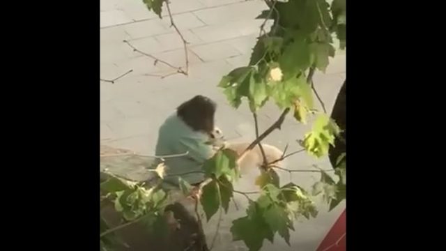 Captura del vídeo en el que se ve a la mujer pegando al animal. 