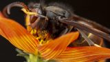 Simplemente Biodiversidade: Las abejas vs. las velutinas