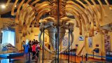 Visita al Museo de Historia Natural de Ferrol