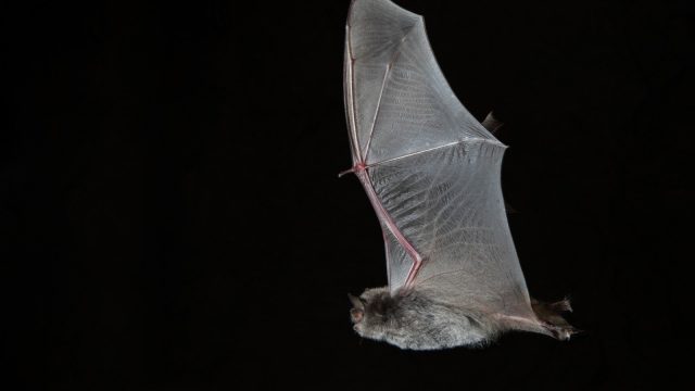 Endesa se preocupa de la conservación de los murciélagos 