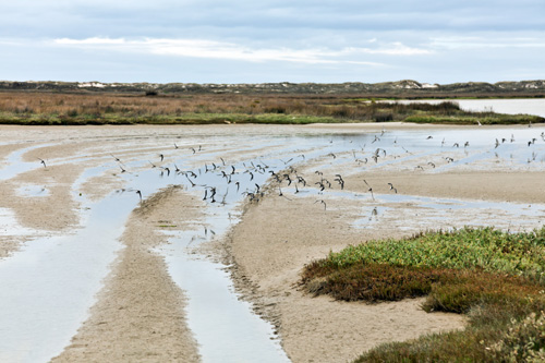 Imagen de archivo de aves en la laguna de Baldaio