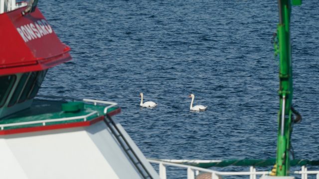 Cisnes en el Puerto de A Coruña
