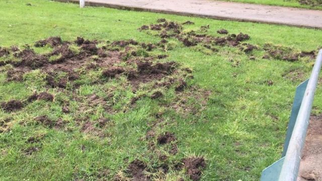 Los jabalíes provocaron daños en el parque de O Pasatempo