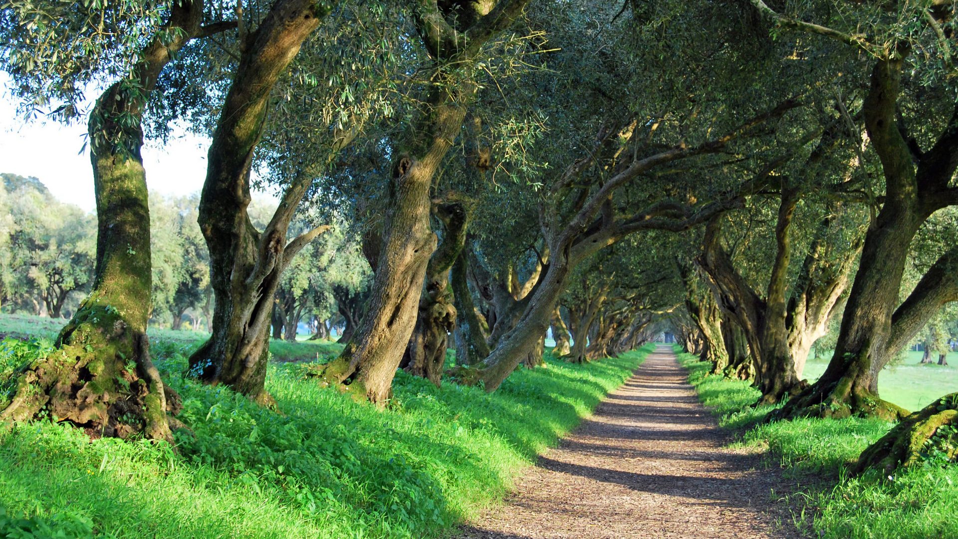 Por qué dejó Galicia de ser una tierra de olivos?