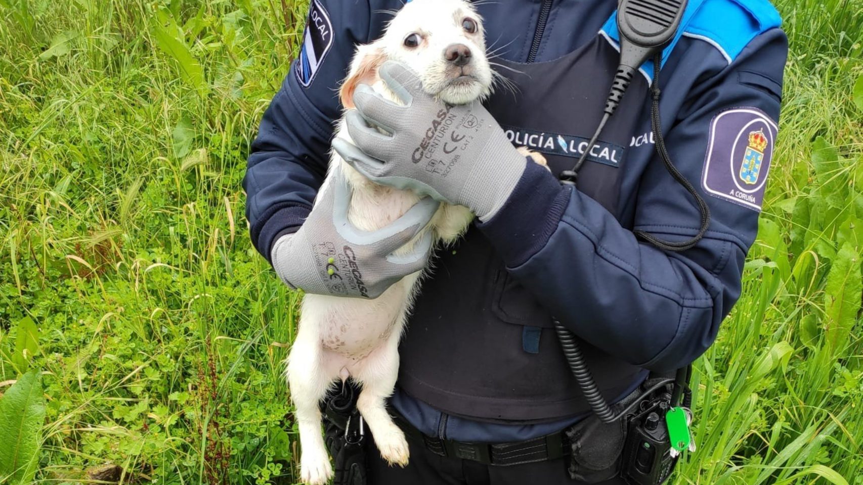 Cachorro rescatado por la policía