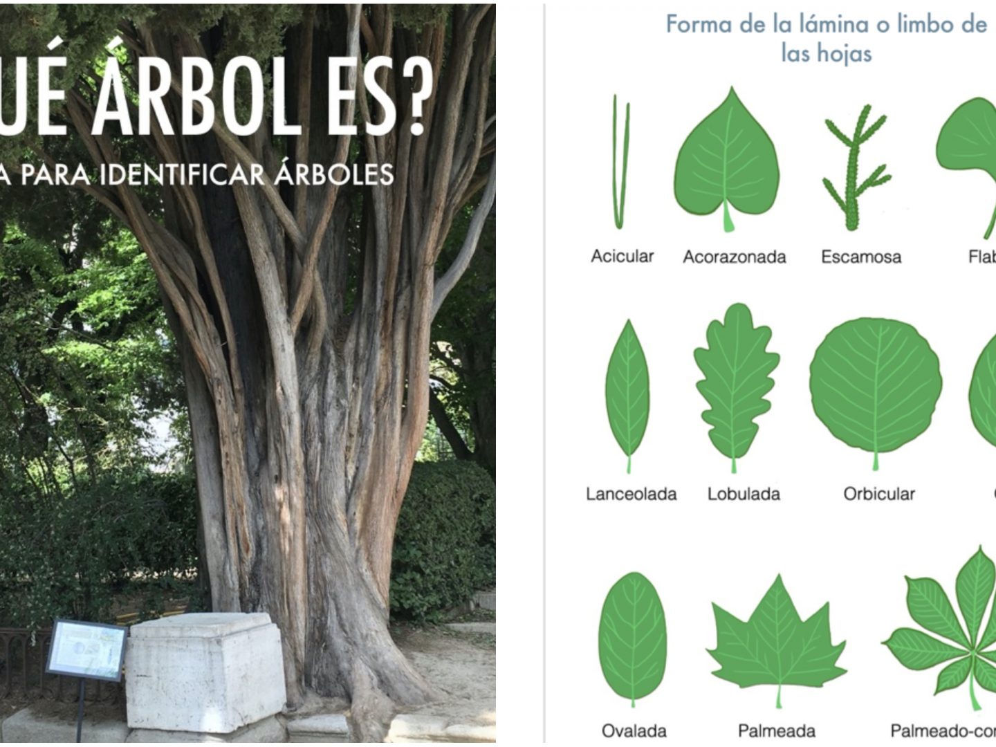 ácido saltar Plaga Qué arbol es?", un libro interactivo y gratuito para aprender a identificar  árboles