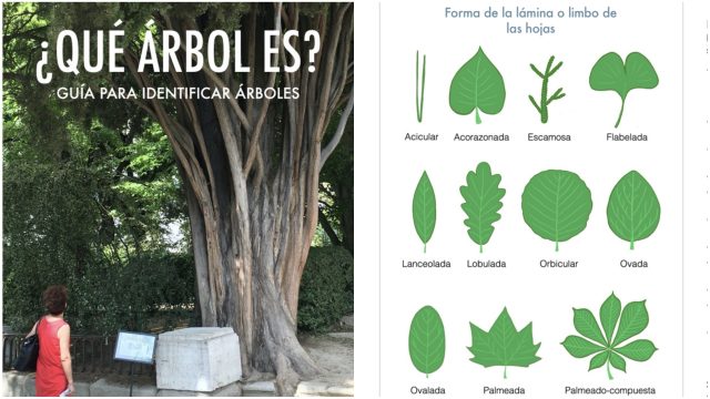 Qué es?", libro interactivo gratuito para aprender a identificar árboles