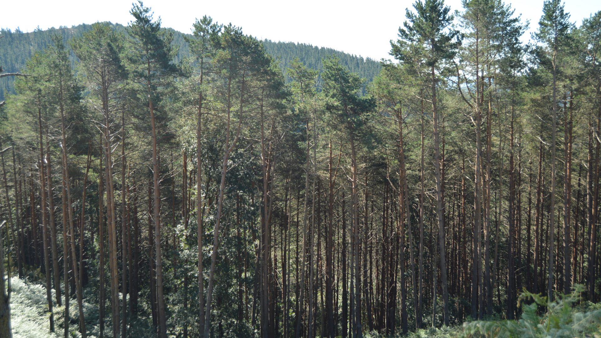 Deseucaliptización en Galicia: en busca de la recuperación de la  biodiversidad autóctona