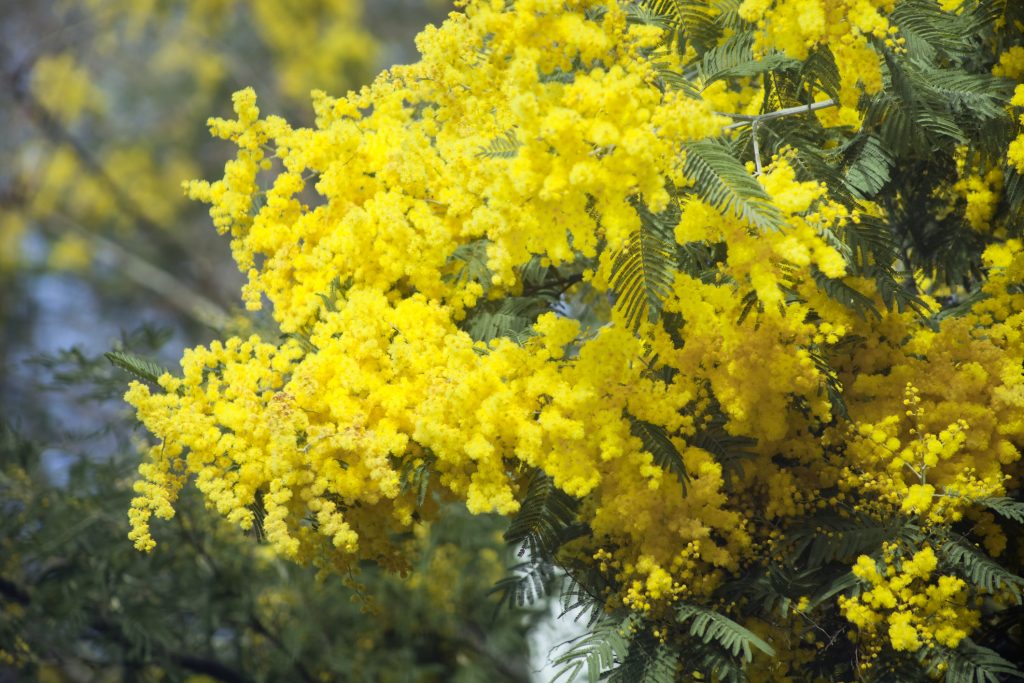 La acacia mimosa, un peligro añadido al del eucalipto para el monte gallego