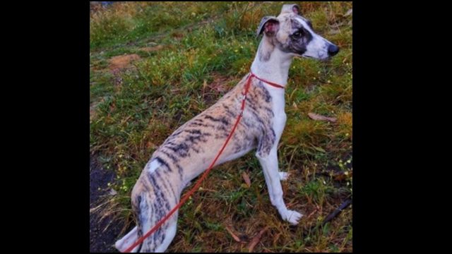 Rin, el perro desaparecido ayer en la zona de Eirís.