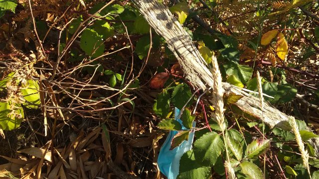 Mascarilla encontrada en un monte de Arteixo