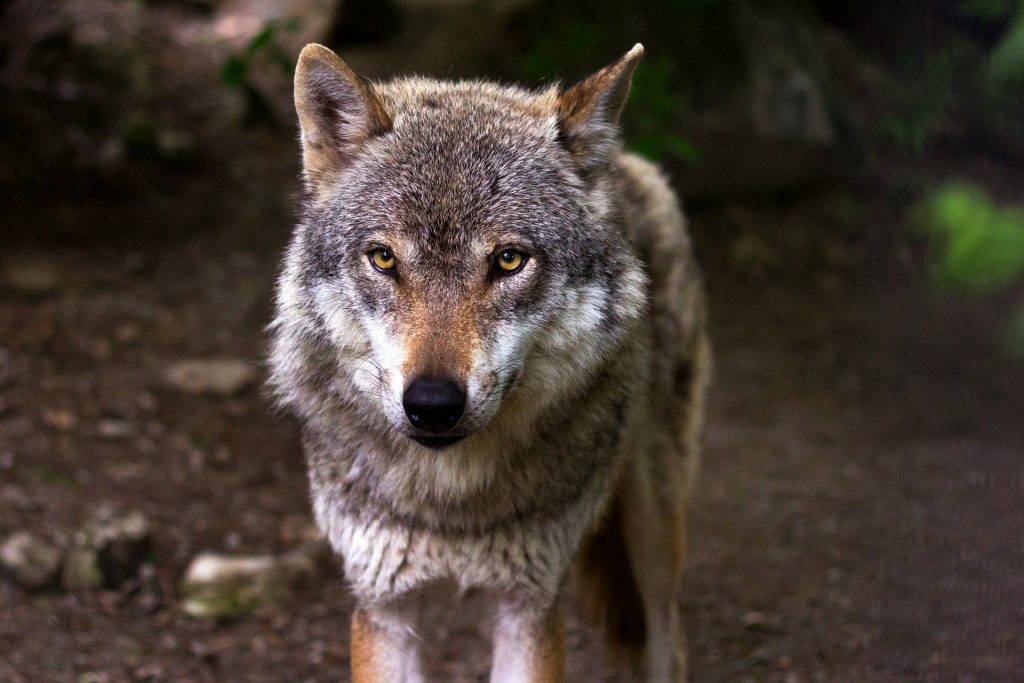 Galicia, entre los últimos hogares del lobo en Europa Occidental