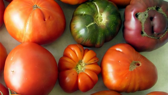 Tomates autóctonos gallegos