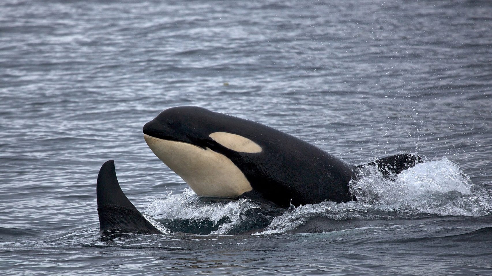 Foto de archivo de orcas.