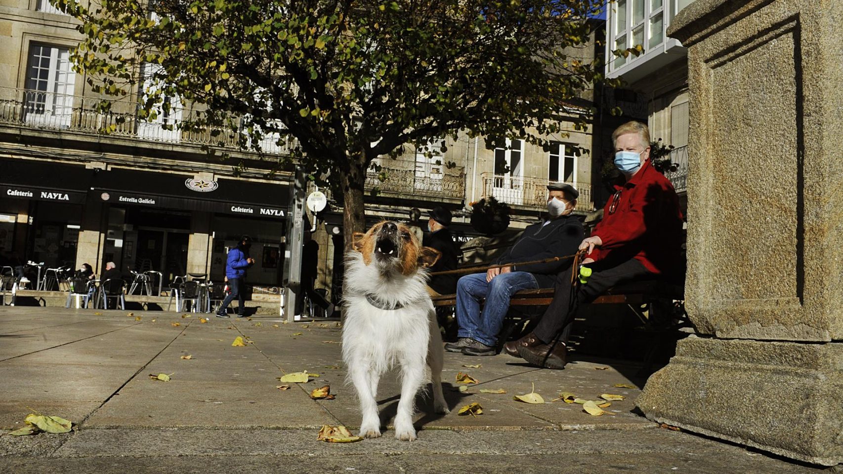 Un perro ladra en O Carballiño (Ourense).