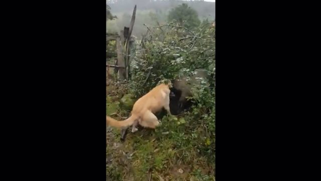 Animalistas denuncian la difusión de vídeos de perros adiestrados atacando "brutalmente" a vacas y cerdos.