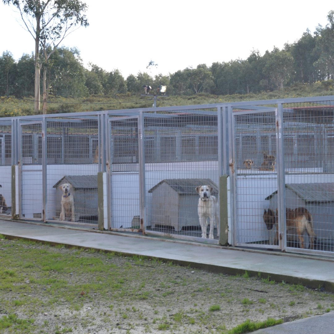 Vaticinador Anual exageración Así funcionan los refugios de animales en Galicia