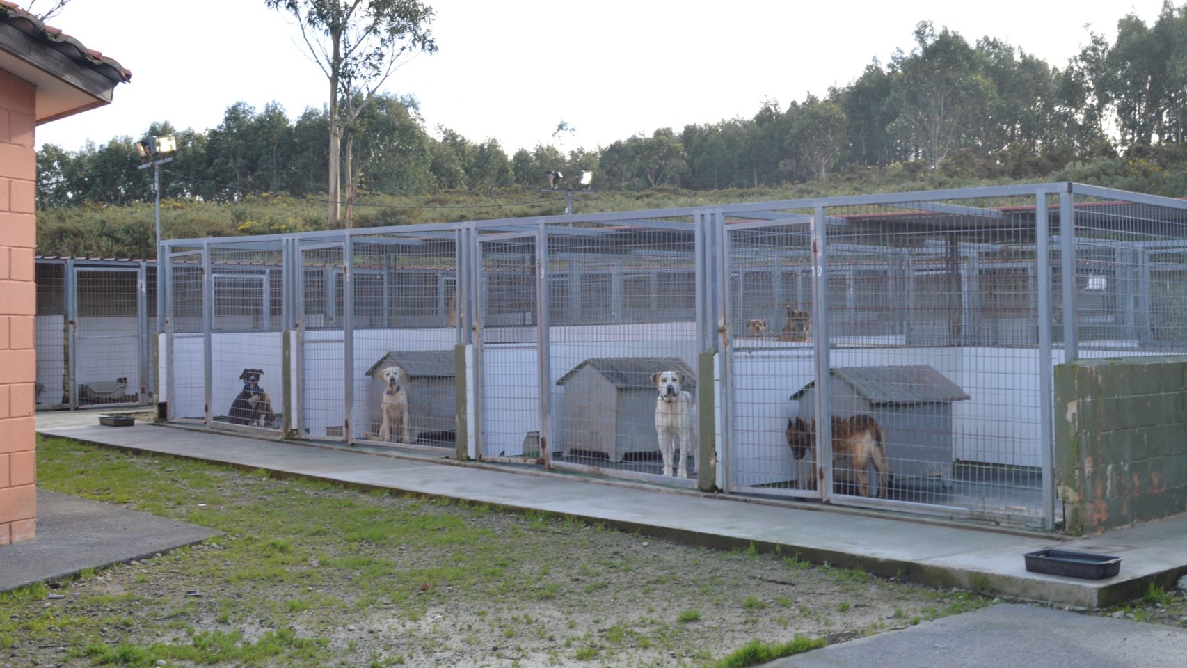 Refugio de animales de Mougá en Ferrol