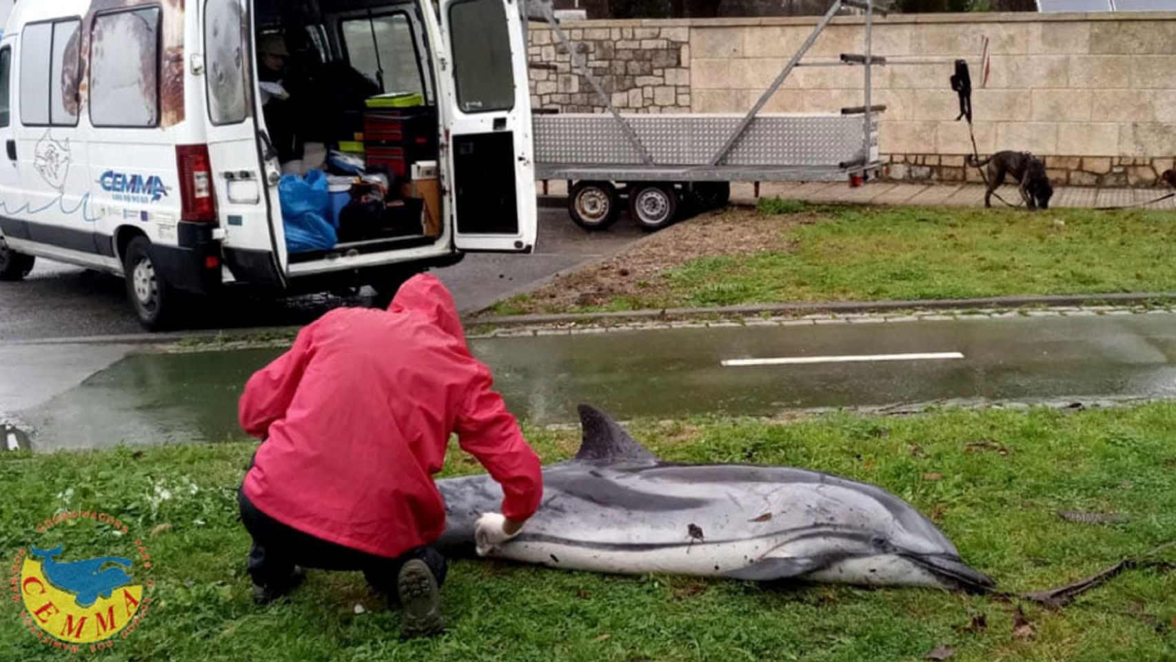 Uno de los delfines que 'Justine' arrastró hasta Boiro (A Coruña).