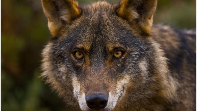 Un vecino de Viveiro (Lugo) asegura haber sido atacado por lobos; testigos  lo niegan