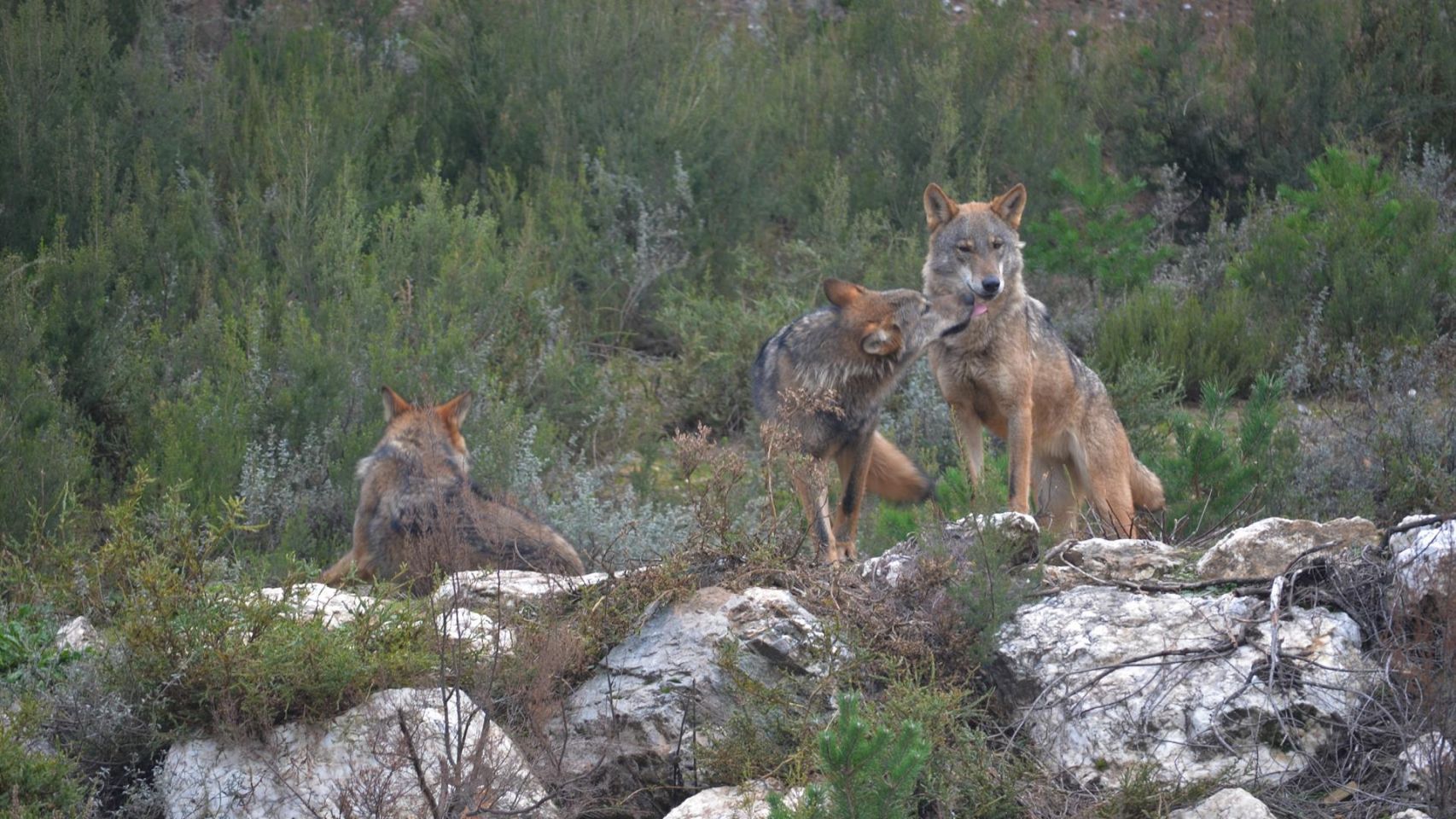 Ejemplares de lobo ibérico en el centro de conservación del lobo de la Fundación Patrimonio Natural y Biodiversidad de la Junta de Castilla y León.