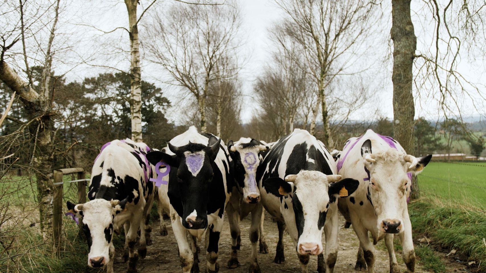 La manifestación de las vacas de Xanceda por el Día de la Mujer.