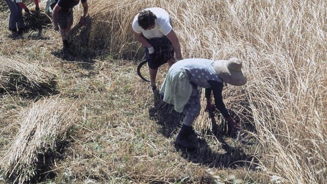 La fotografía "Mulleres segando o centeo" de la colección Jaume Joveras e Juan Piñeiro Andión.