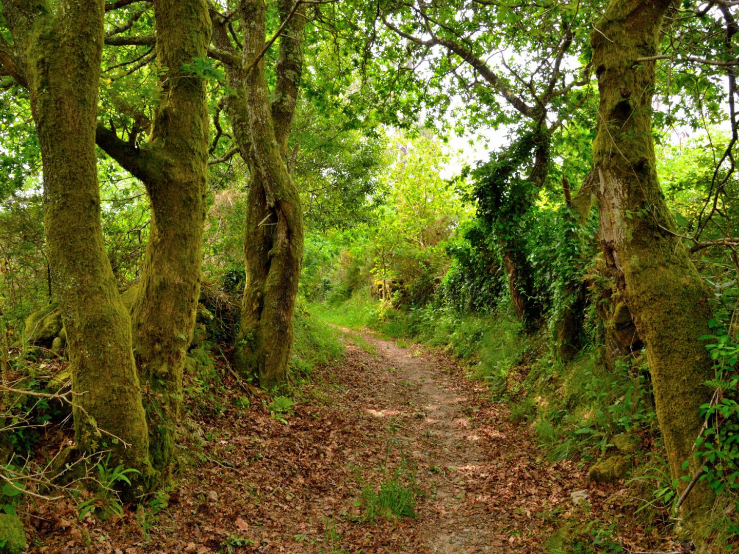 Cómo reconocer los árboles de Galicia? Un libro electrónico te enseña