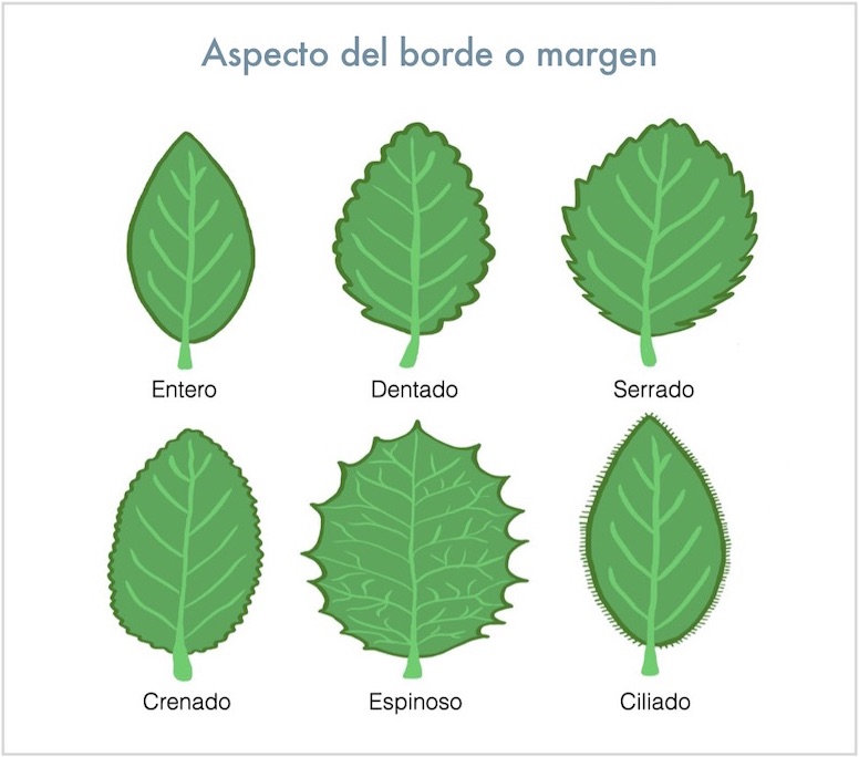 Cómo reconocer los árboles de Galicia? Un libro electrónico te enseña