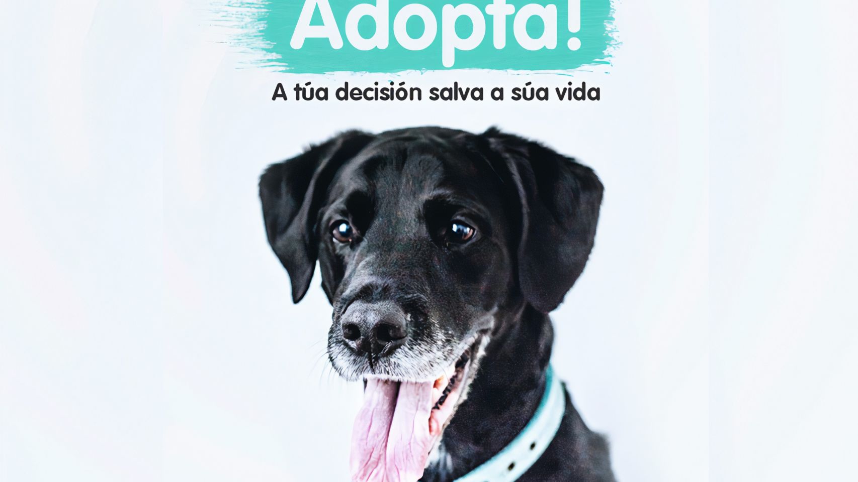Campaña de adopción promovida por Libera 