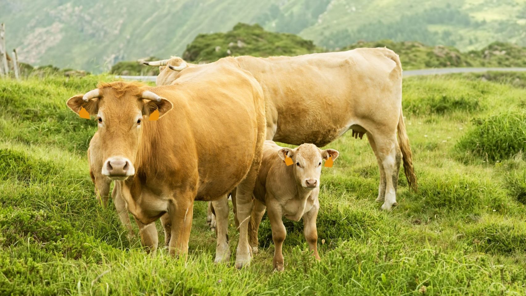 Vacas y terneros en Cabo Ortegal.