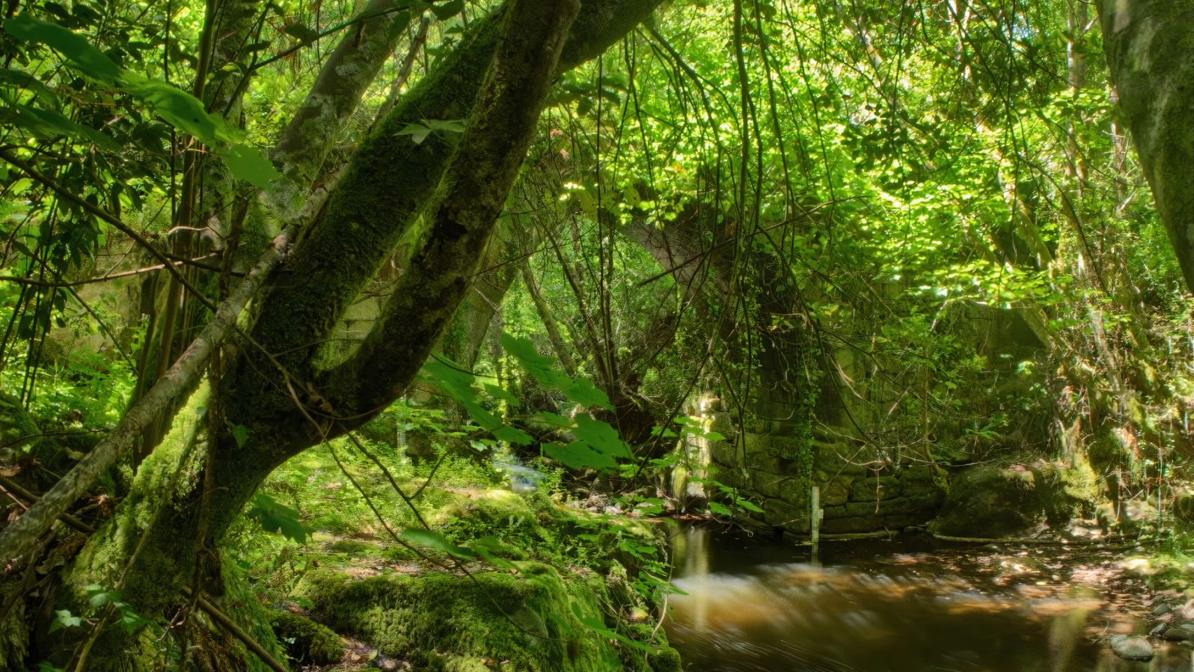 Os Bosques Máxicos de Castro Caldelas  (Foto: turismo.gal)