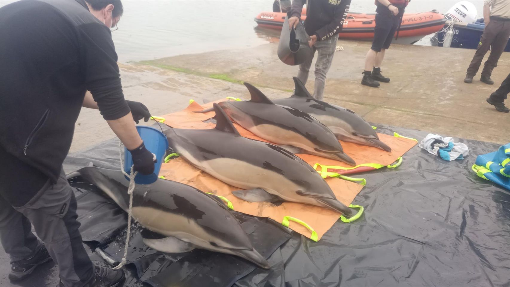 Liberados cuatro delfines que quedaron varados en la ría de Arousa.
