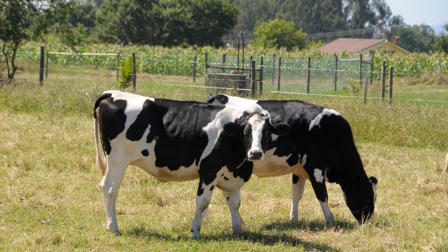 Vacas lecheras pastando en una granja del Palas de Rei (Lugo).