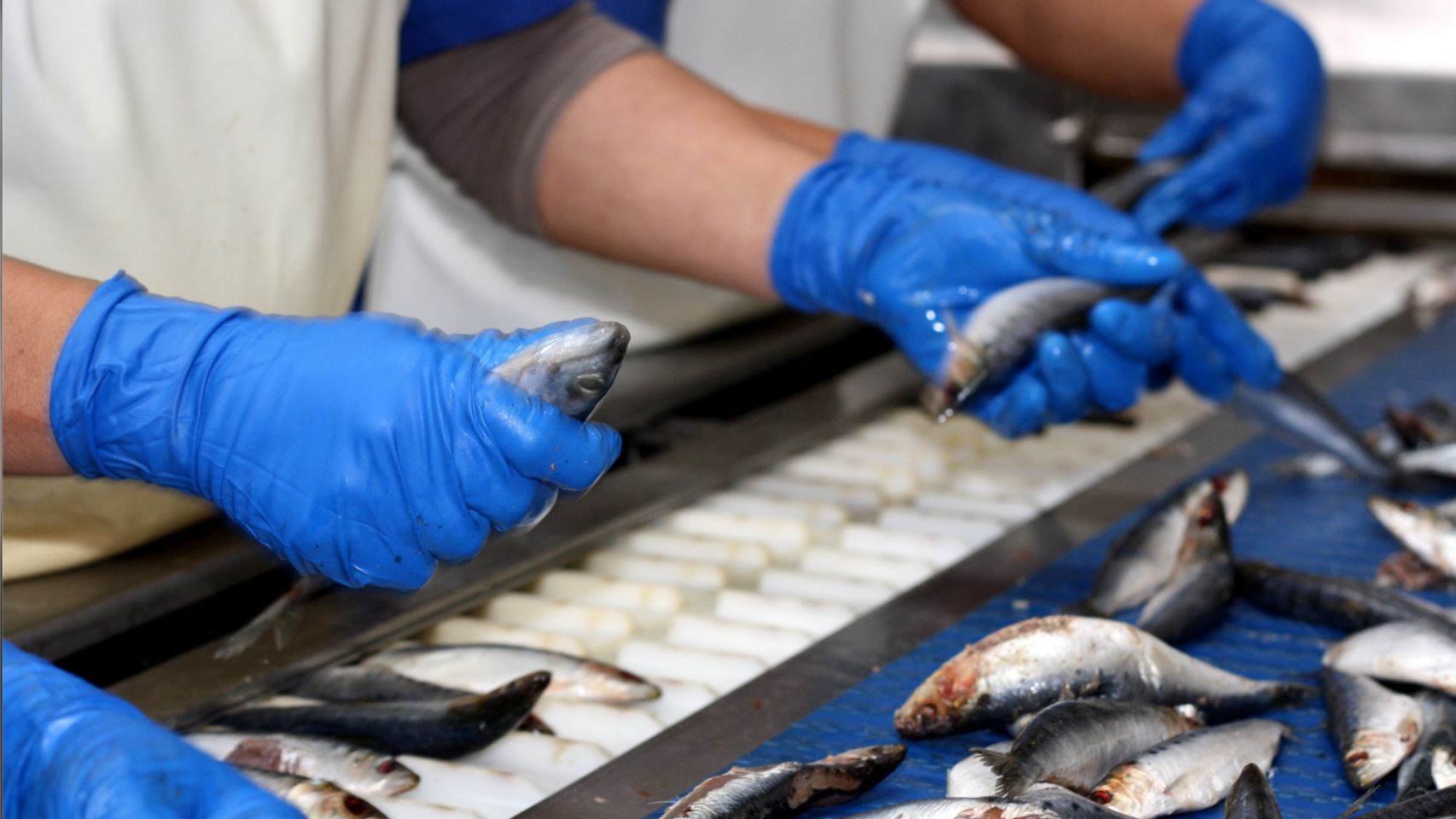 Una Operaria de Valcárcel S.A. seleccionando la sardina para la conserva.