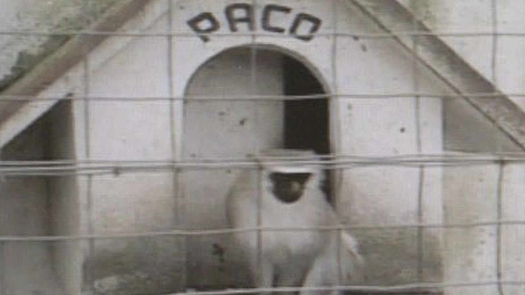 Imagen del documental "El mono Paco"