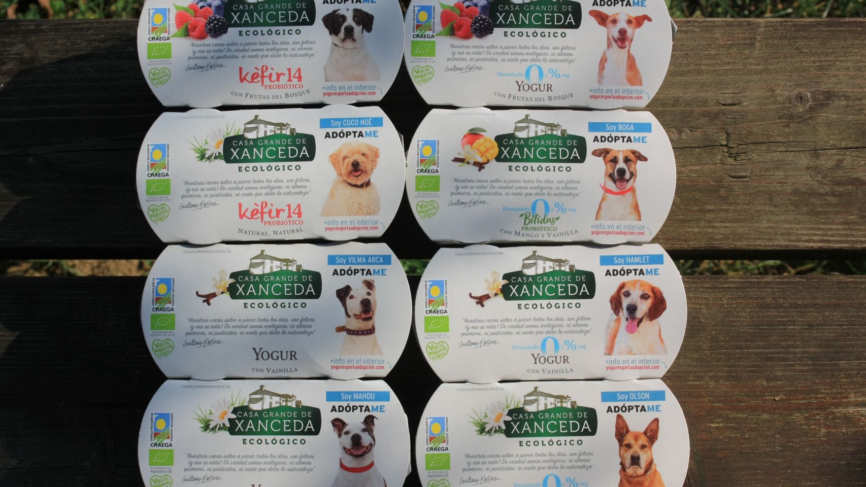 Los yogures con los perros en adopción.