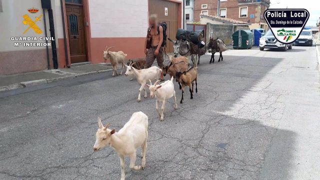 El peregrino francés con los animales.