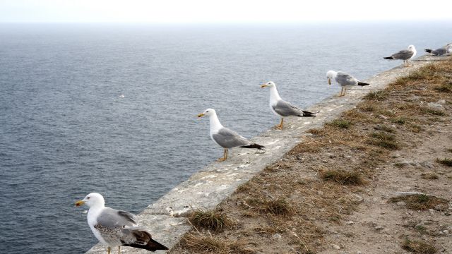 Varias de estas aves en las Islas Cíes.