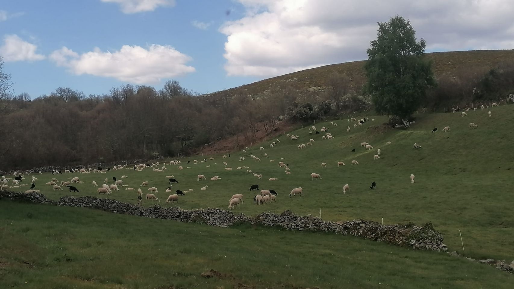 Varias de las ovejas gallegas de A Ciruxana.