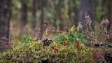 A caída da Folla na Ribeira Sacra: Taller Plantas Silvestres para el invierno (Ribas de Sil)