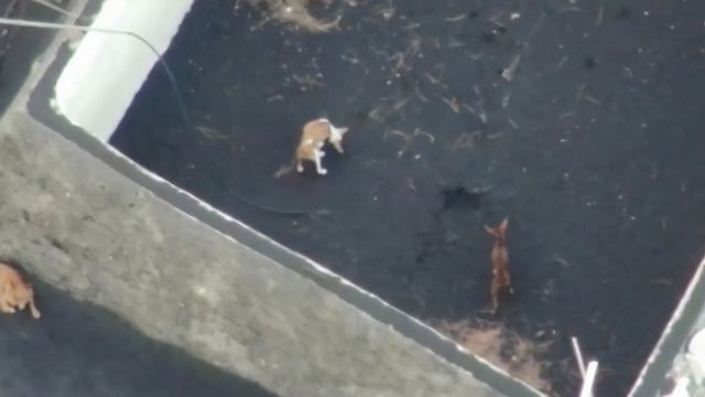 Los perros atrapados en La Palma