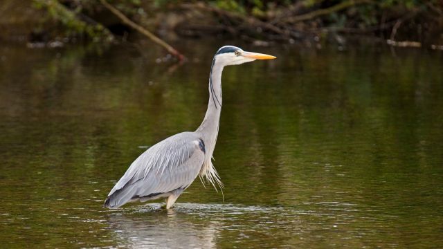 Una garza real.