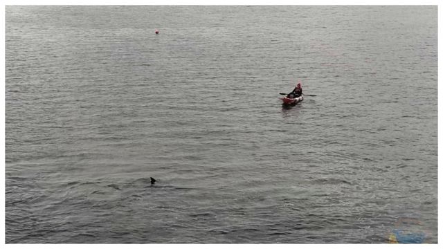 El cachalote fue localizado en la Ría de Ares.