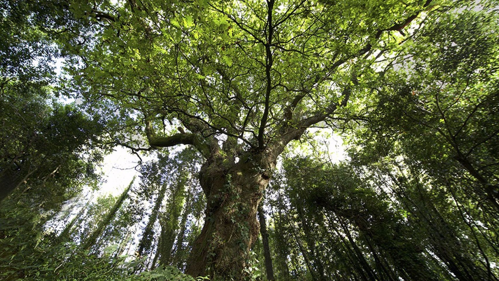 El carballo de Conxo opta a ser el Árbol Europeo del 2022.